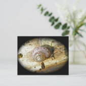 Holzschnecke Postcard Postkarte (Stehend Vorderseite)