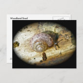 Holzschnecke Postcard Postkarte (Vorne/Hinten)