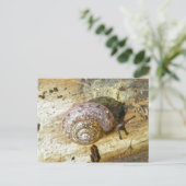 Holzschnecke Postcard Postkarte (Stehend Vorderseite)