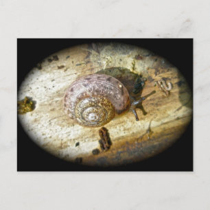 Holzschnecke Postcard Postkarte