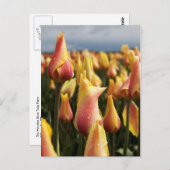 Holzschuh-Tulip-Farm vertikal Postkarte (Vorne/Hinten)