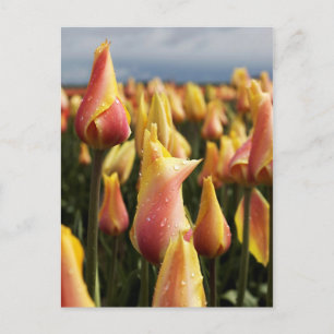 Holzschuh-Tulip-Farm vertikal Postkarte