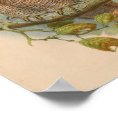 Holzschuhbällchen Vintage Vogelkunst Print Poster (Ecke)