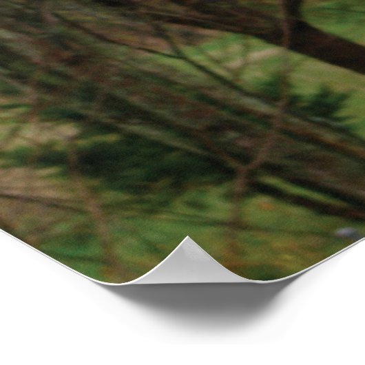 Holzspecht im Frühjahr Poster (Ecke)