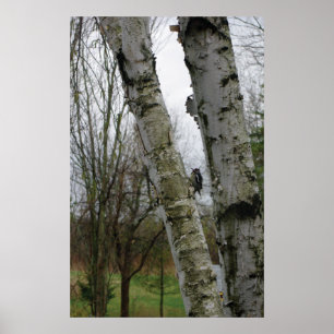 Holzspecht im Frühjahr Poster