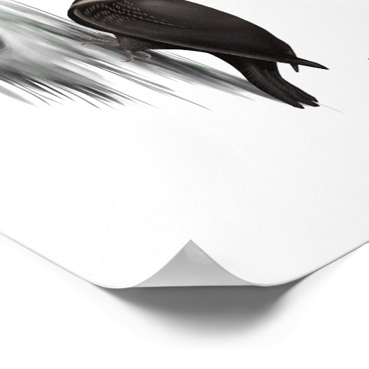 Holzspecht, männlicher Vogel Poster (Ecke)