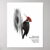 Holzspecht, männlicher Vogel Poster (Vorne)