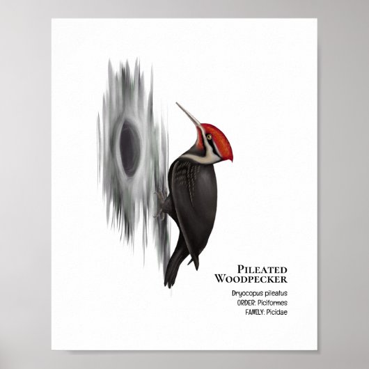 Holzspecht, männlicher Vogel Poster (Vorne)