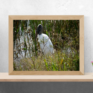 Holzstorch im Viera Wetlands Florida-Foto Poster