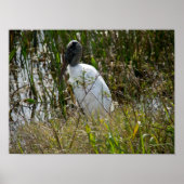 Holzstorch im Viera Wetlands Florida-Foto Poster (Vorne)