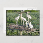 Holzstorche auf Nest Postkarte (Vorne/Hinten)