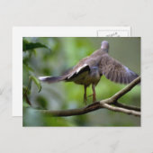 Holztaube abheben postkarte (Vorne/Hinten)