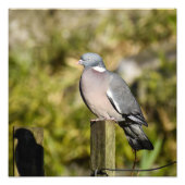 Holztaube Fotodruck (Vorne)