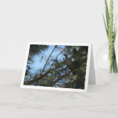 Holztaube in der Pine Tree Card Karte (Vorderseite)