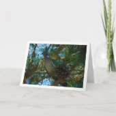 Holztaube in Pine Tree Karte (Vorderseite)