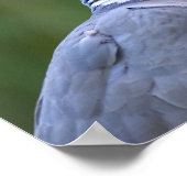 Holztaube Poster (Ecke)