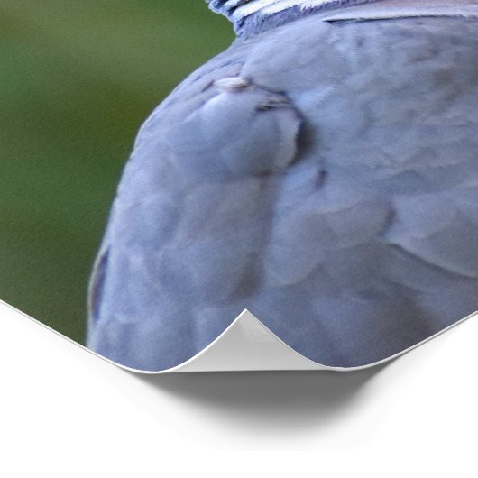 Holztaube Poster (Ecke)