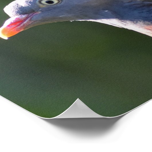 Holztaube Poster (Ecke)