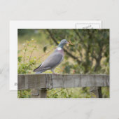 Holztaube Postkarte (Vorne/Hinten)