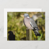 Holztaube Postkarte (Vorne/Hinten)