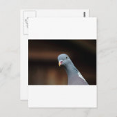 Holztaube Postkarte (Vorne/Hinten)