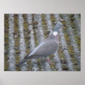 Holztaube Print Poster (Vorne)