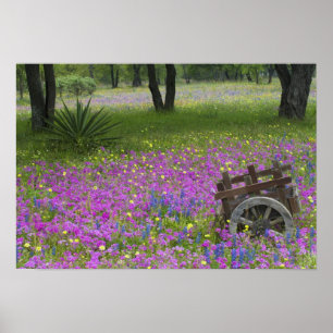 Holzwagen auf einem Feld mit Phlox, Blaue Bonnets Poster