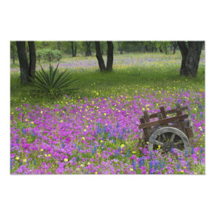 Holzwagen auf einem Feld mit Phlox, Blaue Hauben Fotodruck