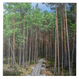 Holzweg im Kiefernwald Fliese