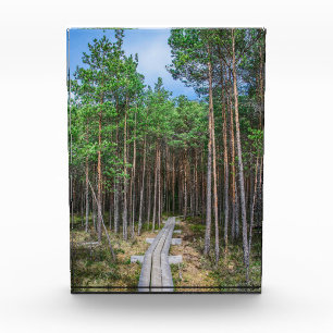 Holzweg im Kiefernwald Fotoblock