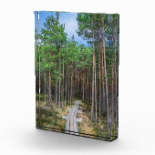 Holzweg im Kiefernwald Fotoblock (Rechts)