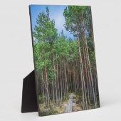Holzweg im Kiefernwald Fotoplatte (Seite)