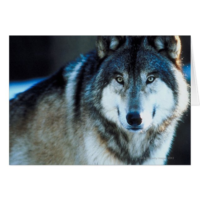 Holzwolf (Vorderseite (Horizontal))
