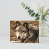 Holzwolf 1630 Postkarte (Stehend Vorderseite)