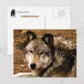 Holzwolf 1630 Postkarte (Vorne/Hinten)