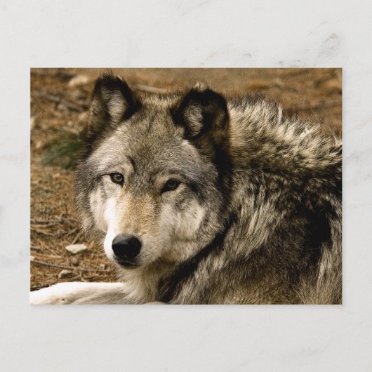 Holzwolf 1630 Postkarte (Vorderseite)