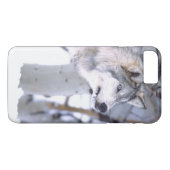 Holzwolf, Canis lupus, Film Animal Utah Case-Mate iPhone Hülle (Rückseite (Horizontal))