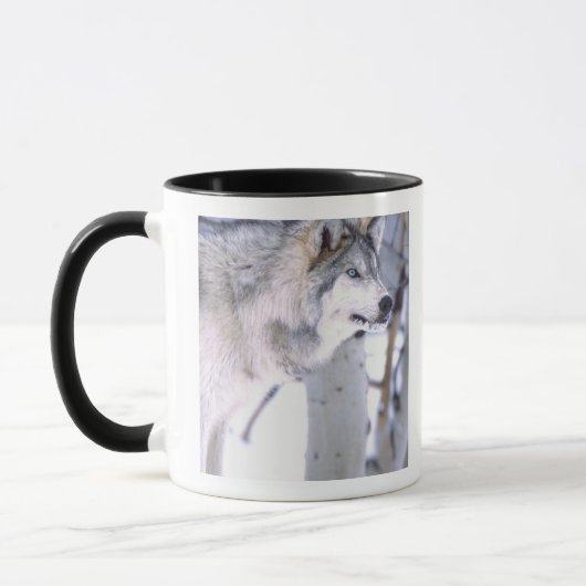 Holzwolf, Canis lupus, Film Animal Utah Tasse (Links)