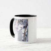 Holzwolf, Canis lupus, Film Animal Utah Tasse (Vorderseite Links)