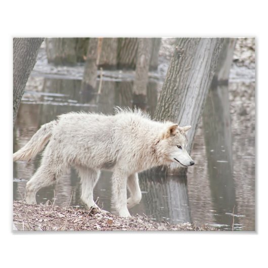 Holzwolf geht neben Wasser Fotodruck (Vorne)