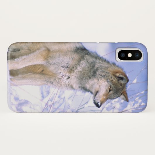 Holzwolf im Schnee, Canis lupus, Case-Mate iPhone Hülle (Rückseite (Horizontal))