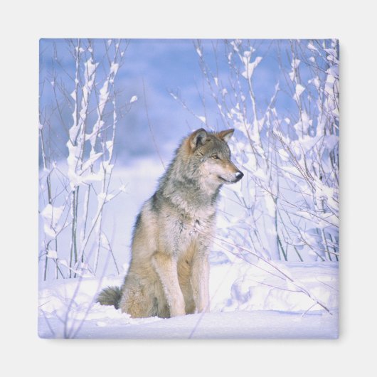 Holzwolf im Schnee, Canis lupus, Magnet (Vorne)