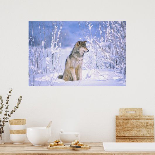 Holzwolf im Schnee, Canis lupus, Poster (Küche)