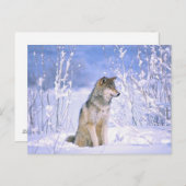 Holzwolf im Schnee, Canis lupus, Postkarte (Vorne/Hinten)