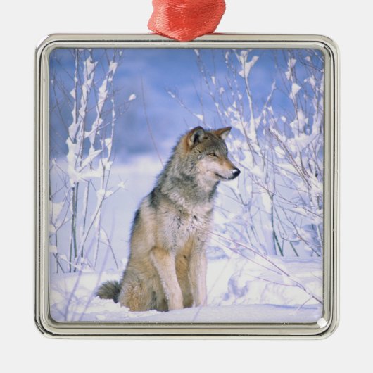 Holzwolf im Schnee, Canis lupus, Silbernes Ornament (Vorne)