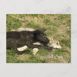 Holzwolf Jungtiere Tierliebhaber Postkarten