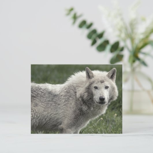 Holzwolf Postkarte (Stehend Vorderseite)