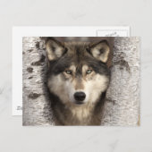 Holzwolf von Jim Zuckerman Postkarte (Vorne/Hinten)