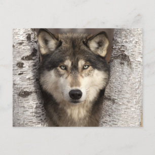 Holzwolf von Jim Zuckerman Postkarte