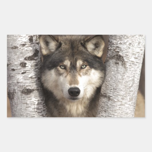 Holzwolf von Jim Zuckerman Rechteckiger Aufkleber (Vorderseite)